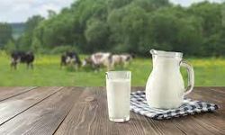 İnek sütü üretiminde artış yaşandığı bildirildi