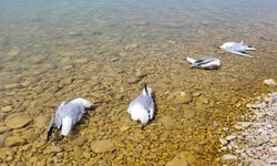 Baraj kıyısındaki ölü martılar korkuya sebep oldu