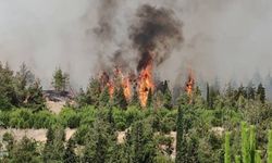 Denizli'de kıvılcım yüzünden orman yangını çıktı