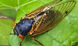 Amerika'da 2 asırda bir gerçekleşen böcek istilası
