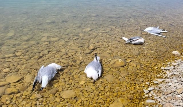 Baraj kıyısındaki ölü martılar korkuya sebep oldu